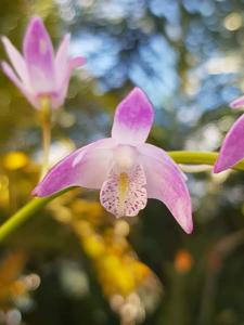 Dendrobium Specio-kingianum