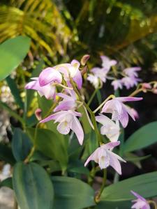 Dendrobium Specio-kingianum