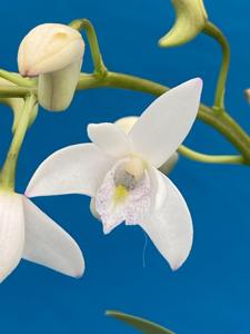 Dendrobium Specio-kingianum