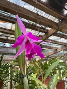 Laeliocattleya Edissa