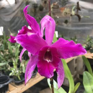 Laeliocattleya Edissa