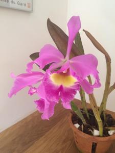 Cattleya Mantinii