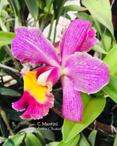 Cattleya Mantinii