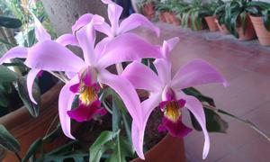 Laelia Nemesis