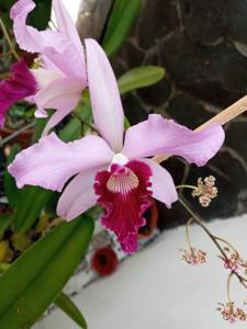 Cattleya Pulcherrima