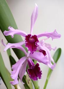 Cattleya Pulcherrima