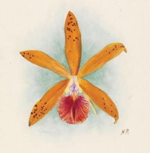 Cattleya Adolphus