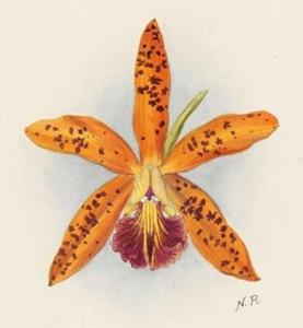 Cattleya Adolphus