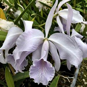 Cattleya Amazone