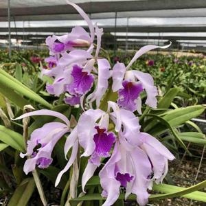 Cattleya Amazone