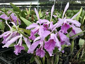 Cattleya Amazone