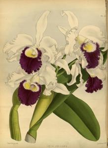 Cattleya Amesiana