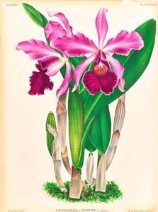 Cattleya Antigone