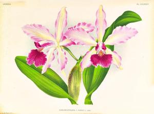 Cattleya Antigone