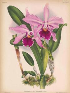 Cattleya Antigone