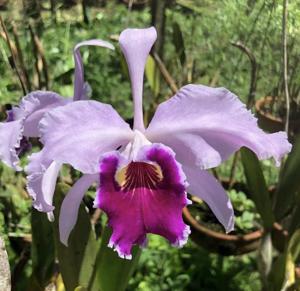 Cattleya Duvaliana