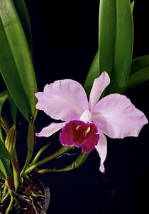 Cattleya Duvaliana