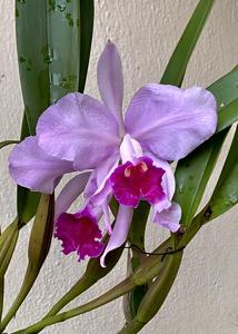 Cattleya Duvaliana