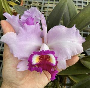 Cattleya Duvaliana