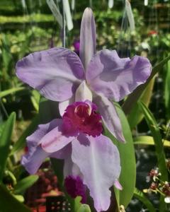 Cattleya Duvaliana