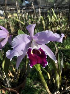 Cattleya Duvaliana