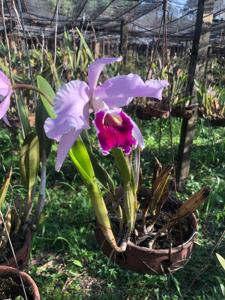 Cattleya Duvaliana