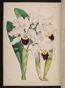 Cattleya Exoniensis