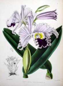 Cattleya Exoniensis