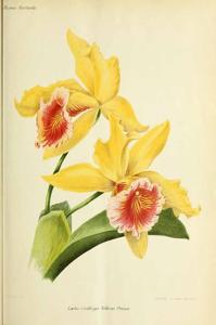 Cattleya The Honourable Mrs. Astor