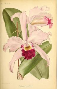 Cattleya Josephine