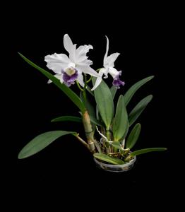 Cattleya Radiata (1898)