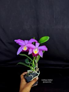 Cattleya Sallieri