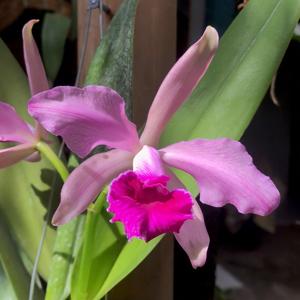 Cattleya Sallieri