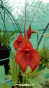 Masdevallia Bocking Hybrid