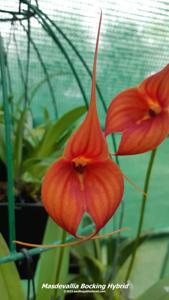 Masdevallia Bocking Hybrid