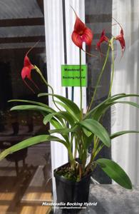 Masdevallia Bocking Hybrid