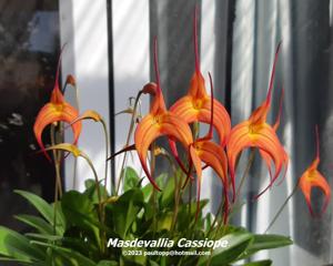 Masdevallia Cassiope