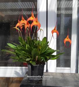 Masdevallia Cassiope