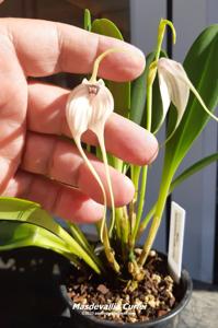 Masdevallia Curlei