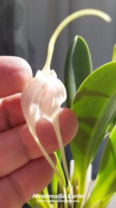 Masdevallia Curlei