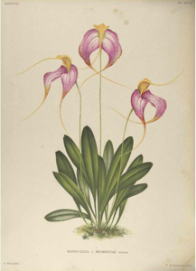 Masdevallia Henrietta