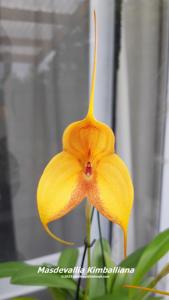 Masdevallia Kimballiana