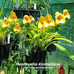 Masdevallia Kimballiana