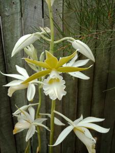 Phaius Charlesworthii