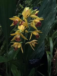 Phaius Maculato-Grandifolius
