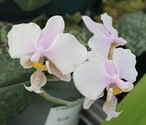 Phalaenopsis Wiganiae