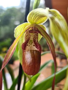 Phragmipedium Dominianum