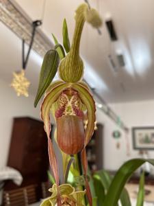 Phragmipedium Dominianum