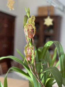 Phragmipedium Dominianum