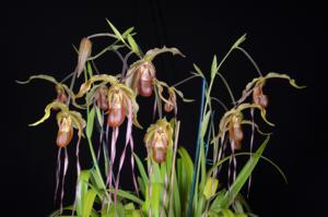 Phragmipedium Nitidissimum